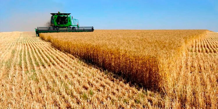 Desde el 1° de julio, suben retenciones a la soja y al maíz, mientras se mantienen reducidas las del trigo y la cebada