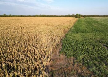 Referentes del campo argentino destacaron la baja de las retenciones por parte del Gobierno