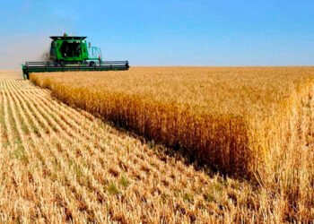 Desde el 1° de julio, suben retenciones a la soja y al maíz, mientras se mantienen reducidas las del trigo y la cebada